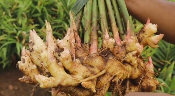 How To Grow Ginger Tips To Propagate From Rhizomes